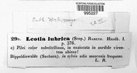 Leotia lubrica image